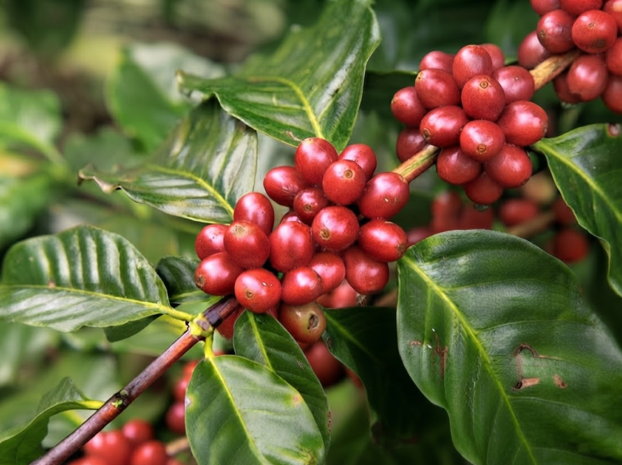 Mejor-Fertilizante-Para-Cafe-Nicaragua