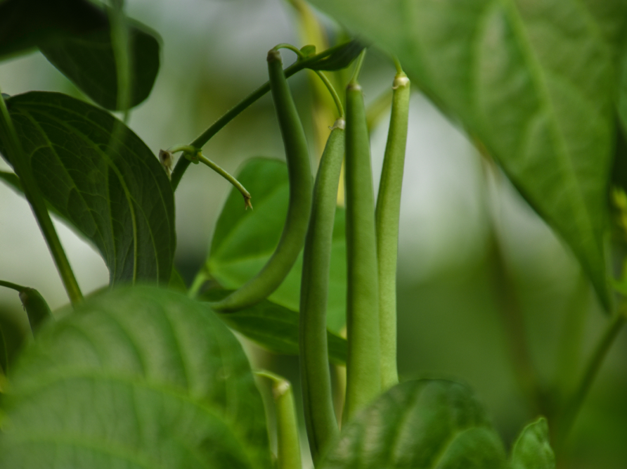 Mejor-Fertilizante-Para-Frijol-en-nicaragua