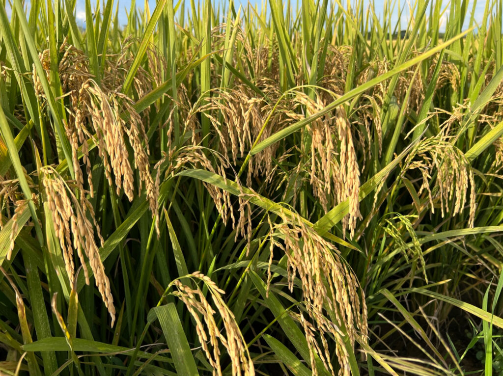 mejor-fertilizante-arroz-nicaragua