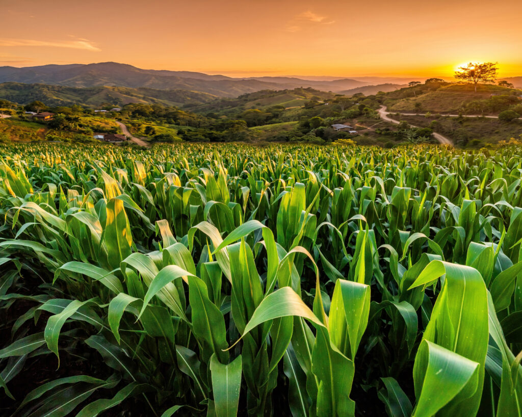 urea-en-nicaragua-nitro-xtend-xp